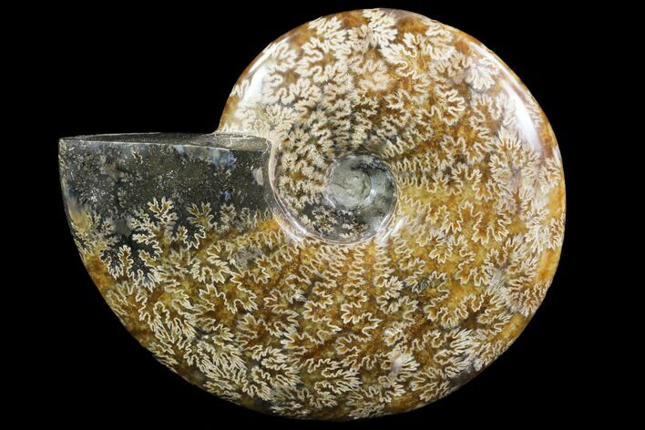 Polished, Agatized Ammonite (Cleoniceras) - Madagascar #88133